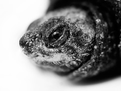 Snapping turtle close-up