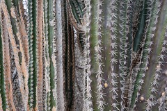 Cactus plants detail (Bonaire 2014)