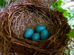 Four blue eggs in a Robin's nest • <a style="font-size:0.8em;" href="http://www.flickr.com/photos/34843984@N07/15545308192/" target="_blank">View on Flickr</a>