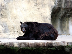 American Black Bear staring • <a style="font-size:0.8em;" href="http://www.flickr.com/photos/34843984@N07/14919148434/" target="_blank">View on Flickr</a>