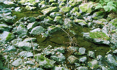 Shallow stream over mossy rocks • <a style="font-size:0.8em;" href="http://www.flickr.com/photos/34843984@N07/15360323708/" target="_blank">View on Flickr</a>