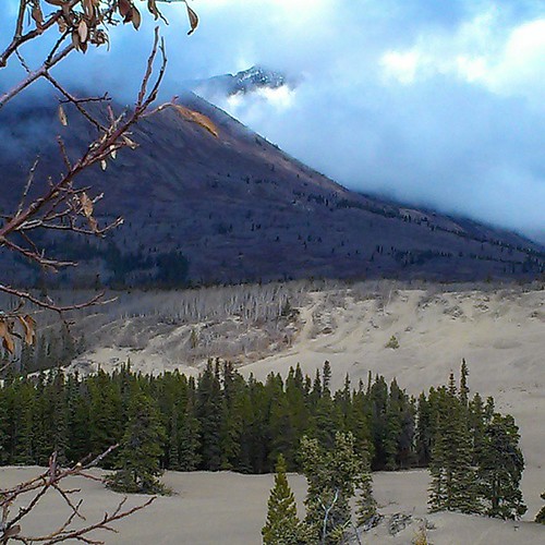 The #Carcross #Desert is too humid to be a true desert, though it is drier than surrounding areas because of the rain shadow effect from the surrounding mountains. The sand formed during the last Ice Age when glacial lakes deposited sand and silt. The dun