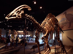 Hadrosaur skeleton from the side • <a style="font-size:0.8em;" href="http://www.flickr.com/photos/34843984@N07/15516345476/" target="_blank">View on Flickr</a>