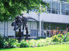 T-Rex skeleton on Google Campus (front) • <a style="font-size:0.8em;" href="http://www.flickr.com/photos/34843984@N07/15543512281/" target="_blank">View on Flickr</a>