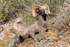 A bighorn sheep lounges in the morning sun.