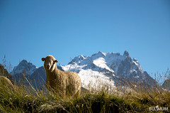 Mouton