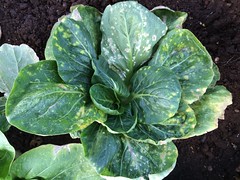 Anglų lietuvių žodynas. Žodis chinese white cabbage reiškia kinijos baltagūžiai kopūstai lietuviškai.