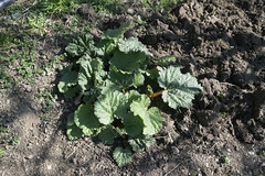 Anglų lietuvių žodynas. Žodis rhubarb plant reiškia rabarbarai augalų lietuviškai.