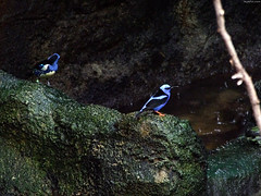 Two Blue Tropical Birds • <a style="font-size:0.8em;" href="http://www.flickr.com/photos/34843984@N07/14919140514/" target="_blank">View on Flickr</a>