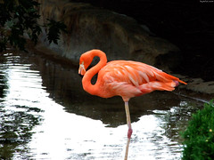 Caribbean Flamingo on 1 leg • <a style="font-size:0.8em;" href="http://www.flickr.com/photos/34843984@N07/15353274179/" target="_blank">View on Flickr</a>