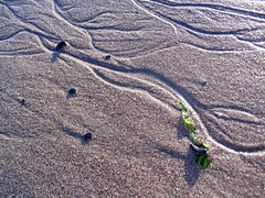 Wavy Erosion Patterns in the Sand (closeup) • <a style="font-size:0.8em;" href="http://www.flickr.com/photos/34843984@N07/15547009942/" target="_blank">View on Flickr</a>