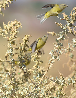 Orange-crowned Warbler grabs a fly sequence