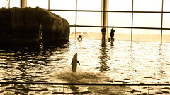 Dolphin upright on the water • <a style="font-size:0.8em;" href="http://www.flickr.com/photos/34843984@N07/15354388860/" target="_blank">View on Flickr</a>