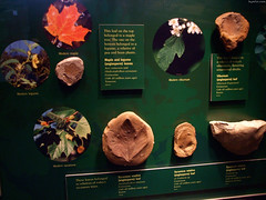 Fossilized Leaves from Cretaceous Period • <a style="font-size:0.8em;" href="http://www.flickr.com/photos/34843984@N07/15540054325/" target="_blank">View on Flickr</a>