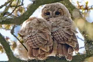 Tawny Owl chicks