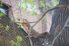 310/365/3232 (April 17, 2017) - Squirrels in Ann Arbor at the University of Michigan (April 17th, 2017)