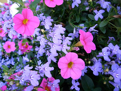 Periwinkle & Pink flowers (macro 2) • <a style="font-size:0.8em;" href="http://www.flickr.com/photos/34843984@N07/14926614263/" target="_blank">View on Flickr</a>