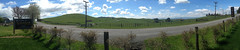 NZ Landscape - Sheep on Green Hills.