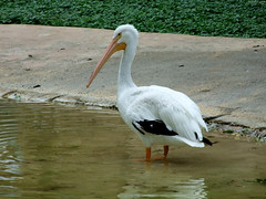 Great White Pelican • <a style="font-size:0.8em;" href="http://www.flickr.com/photos/34843984@N07/14919145604/" target="_blank">View on Flickr</a>