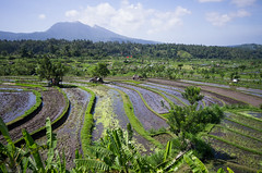 rice terraces 2