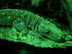 Crocodile Monitor lizard in green light • <a style="font-size:0.8em;" href="http://www.flickr.com/photos/34843984@N07/15353398159/" target="_blank">View on Flickr</a>