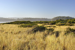 European Beach Grass, New River ACEC