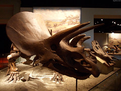 3 Types of Ceratopsians • <a style="font-size:0.8em;" href="http://www.flickr.com/photos/34843984@N07/15353434079/" target="_blank">View on Flickr</a>