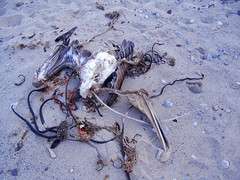Dried up remains of a Pelican on the beach • <a style="font-size:0.8em;" href="http://www.flickr.com/photos/34843984@N07/15543493291/" target="_blank">View on Flickr</a>