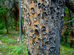 Orange and Grey rough bark closeup • <a style="font-size:0.8em;" href="http://www.flickr.com/photos/34843984@N07/15359106517/" target="_blank">View on Flickr</a>