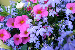 Periwinkle & Pink flowers • <a style="font-size:0.8em;" href="http://www.flickr.com/photos/34843984@N07/15547633702/" target="_blank">View on Flickr</a>