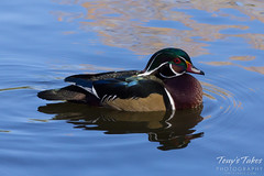 Brilliantly colored wood duck.