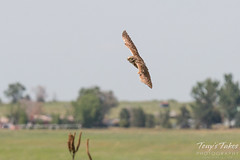 Adult Burrowing Owl in flight