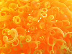 Sunburst curls • <a style="font-size:0.8em;" href="http://www.flickr.com/photos/34843984@N07/14919729113/" target="_blank">View on Flickr</a>