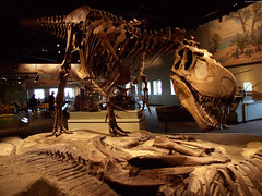 Tyrannosaurus skeleton from side • <a style="font-size:0.8em;" href="http://www.flickr.com/photos/34843984@N07/15353426979/" target="_blank">View on Flickr</a>
