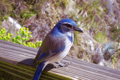 Blue Bird standing on wooden plank (super close up) • <a style="font-size:0.8em;" href="http://www.flickr.com/photos/34843984@N07/15360524570/" target="_blank">View on Flickr</a>