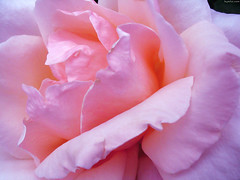 Light Pink Rose closeup • <a style="font-size:0.8em;" href="http://www.flickr.com/photos/34843984@N07/15521830876/" target="_blank">View on Flickr</a>