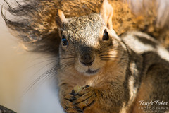Closeup of a squirrel eating its breakfast.
