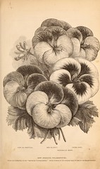 Anglų lietuvių žodynas. Žodis genus pelargonium reiškia genties pelargonium lietuviškai.