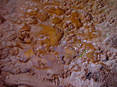 Dog prints in red clay mud • <a style="font-size:0.8em;" href="http://www.flickr.com/photos/34843984@N07/15358458957/" target="_blank">View on Flickr</a>