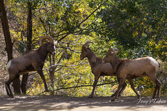 Bighorn ram collision sequence - 1 of 4