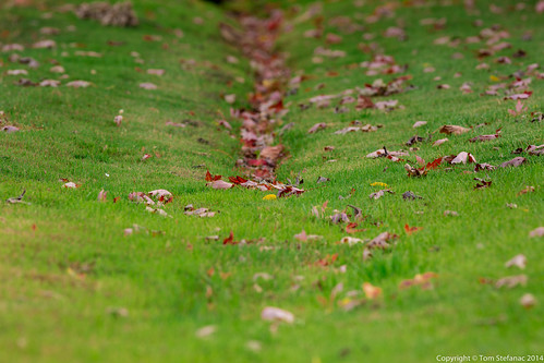 Green Grass & Red Maple Leaves • <a style="font-size:0.8em;" href="http://www.flickr.com/photos/65051383@N05/15453488280/" target="_blank">View on Flickr</a>