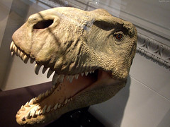 Cooley's Model of T-Rex head • <a style="font-size:0.8em;" href="http://www.flickr.com/photos/34843984@N07/15537421581/" target="_blank">View on Flickr</a>