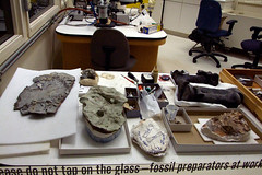 Fossils laid out in the lab • <a style="font-size:0.8em;" href="http://www.flickr.com/photos/34843984@N07/15540939252/" target="_blank">View on Flickr</a>