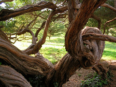 Branch of Strange Tree doing a 360 twist • <a style="font-size:0.8em;" href="http://www.flickr.com/photos/34843984@N07/15546546765/" target="_blank">View on Flickr</a>