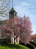 Arbre en fleur devant l'Eglise de Beaucourt-sur- l'Hallue