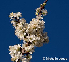 April 11, 2017 - Blooms on a rootstock plum. (Michelle Jones)