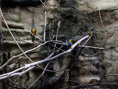 Group of Yellow Blue Macaws • <a style="font-size:0.8em;" href="http://www.flickr.com/photos/34843984@N07/14919145154/" target="_blank">View on Flickr</a>
