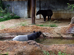 Malayan Tapirs • <a style="font-size:0.8em;" href="http://www.flickr.com/photos/34843984@N07/15516189316/" target="_blank">View on Flickr</a>