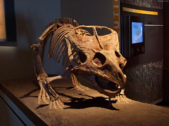 Protoceratops skeleton • <a style="font-size:0.8em;" href="http://www.flickr.com/photos/34843984@N07/15516347906/" target="_blank">View on Flickr</a>