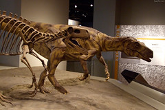 Velociraptor skeleton beside replica • <a style="font-size:0.8em;" href="http://www.flickr.com/photos/34843984@N07/15540050125/" target="_blank">View on Flickr</a>